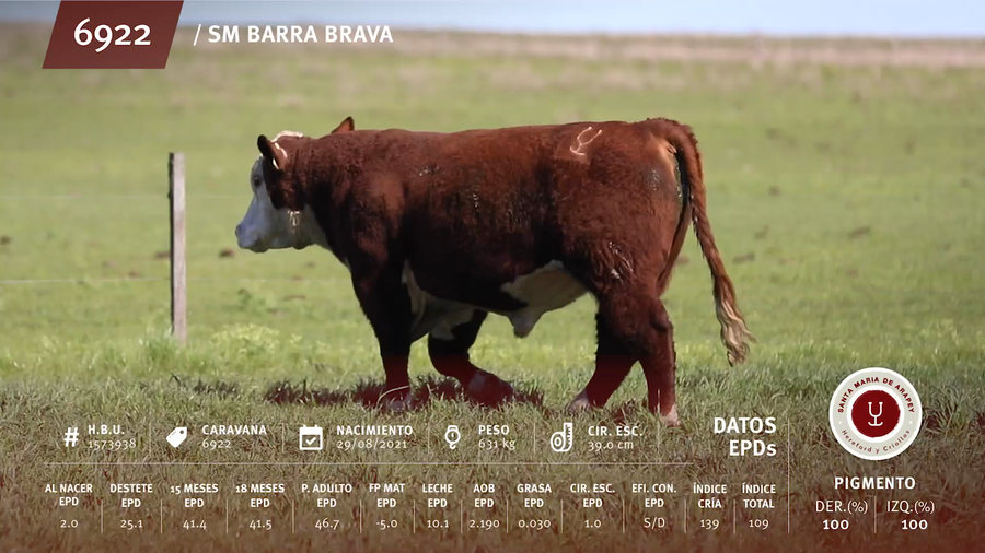 Lote Toros a remate en Remate anual Ñu Porá 2023, Paysandú