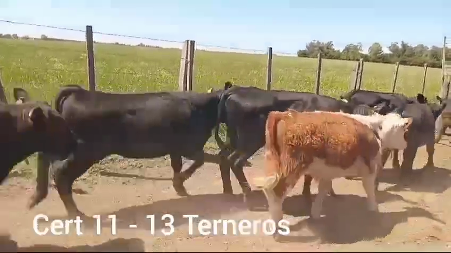 Lote TERNEROS