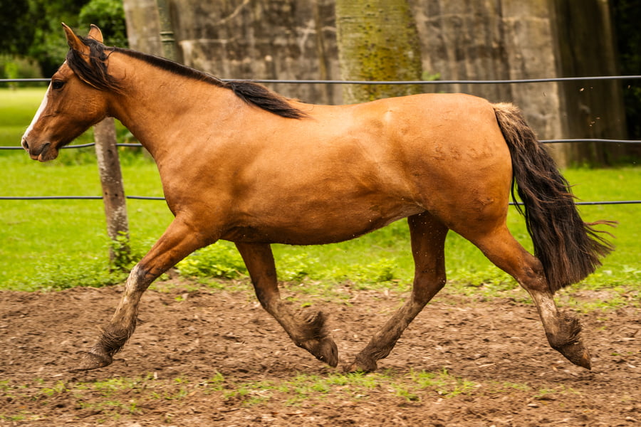Lote CHARQUE HUMAREDA
