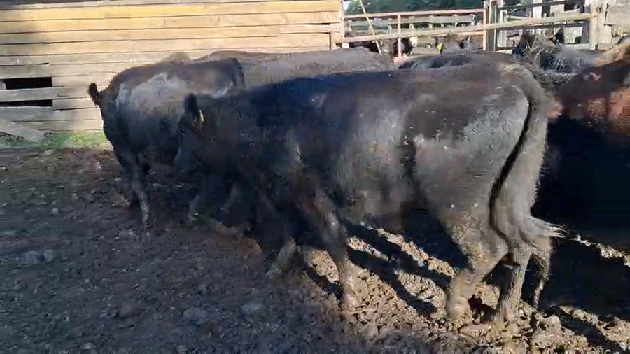 Lote 22 Novillo Gordo en Puyehue, X Región Los Lagos