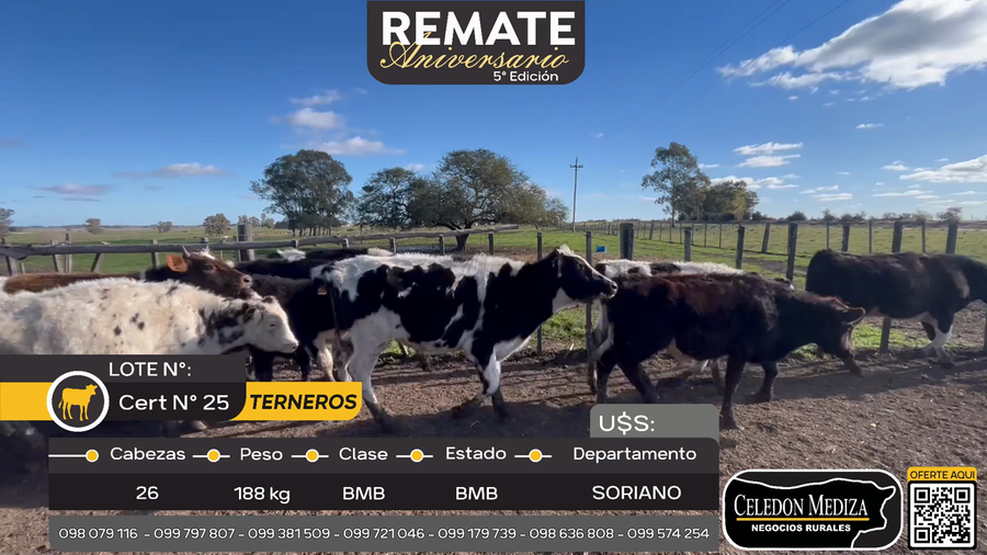 Lote 26 Terneros en Cuchilla del Perdido, Soriano