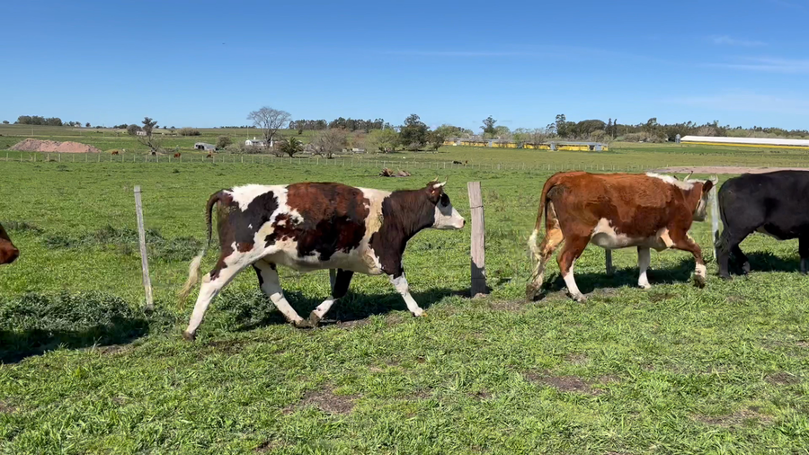 Lote VACA ENTORADA