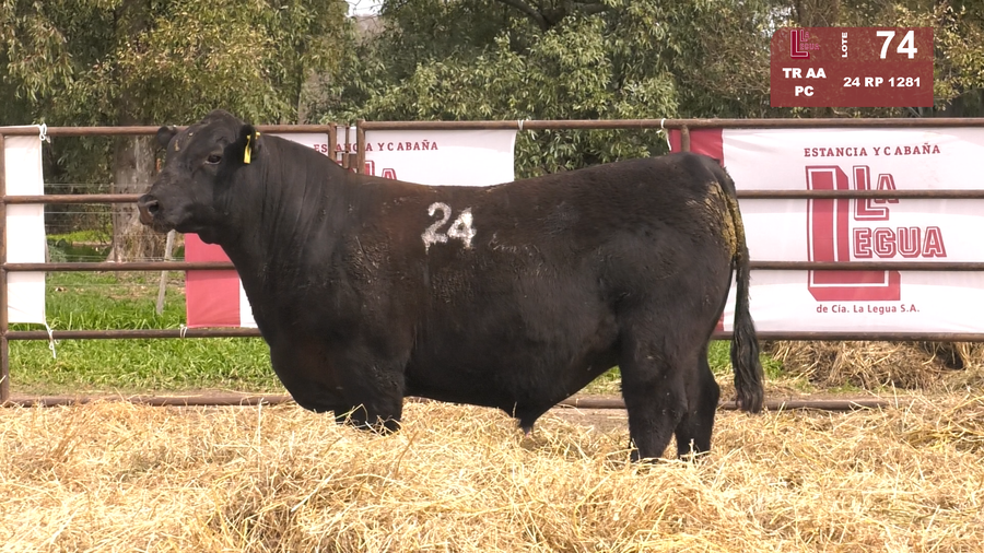 Lote TOROS ANGUS NEGROS  PC