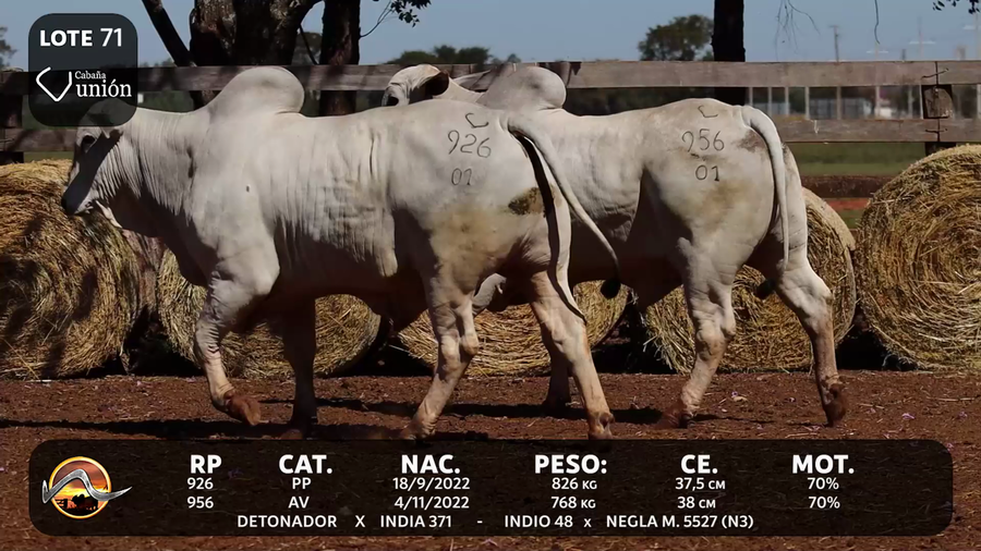 Lote LOTE 71