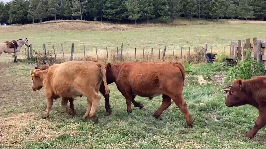 Lote 35 Novillo Engorda en  Coyhaique, XI Región Aysén