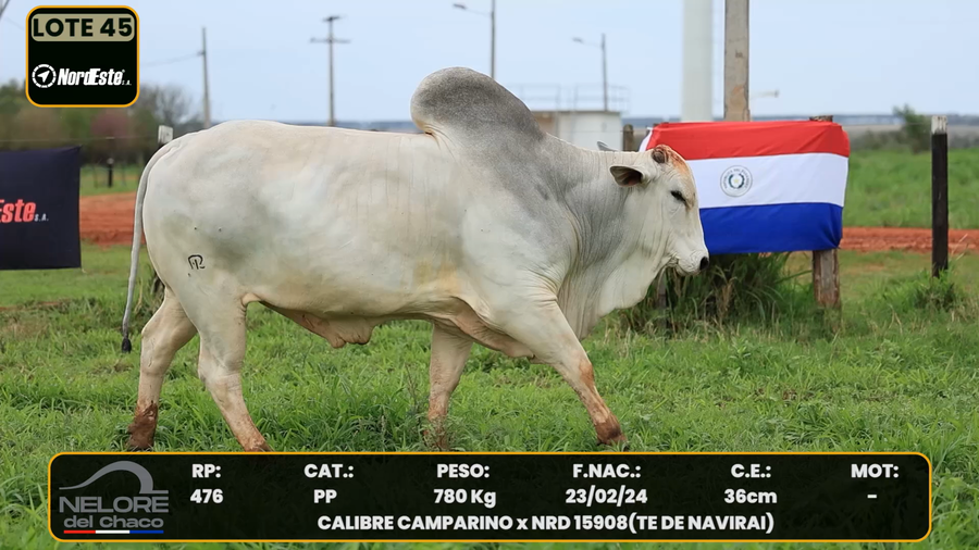 Lote LOTE 45