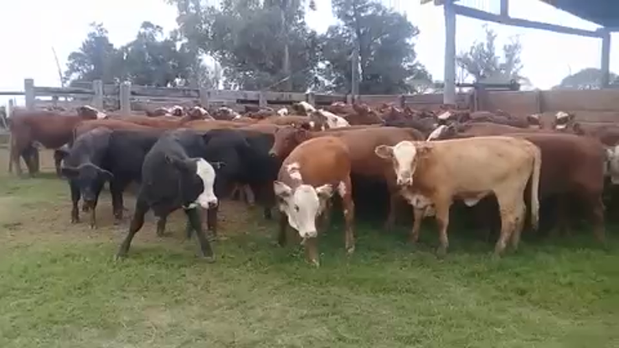 Lote 94 Terneras en Saladas, Corrientes