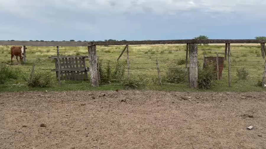 Lote 70 Terneros en Corrientes, Curuzú-Cuatiá