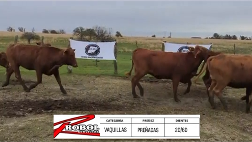 Lote VAQUILLAS PREÑADAS ABERDEEN ANGUS "LA NENA"