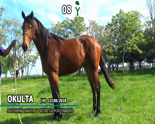 Lote OKULTA