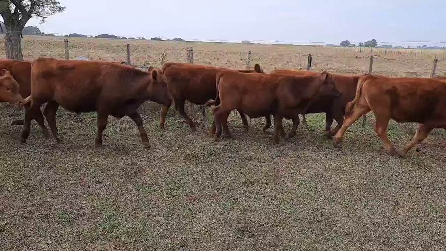 Lote 102 Terneros