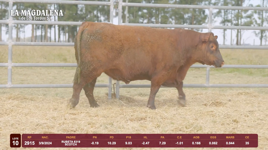 Lote Lote 10 - Angus