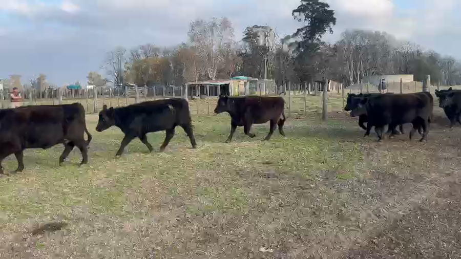 Lote 17 Vaquillonas C/ gtia de preñez