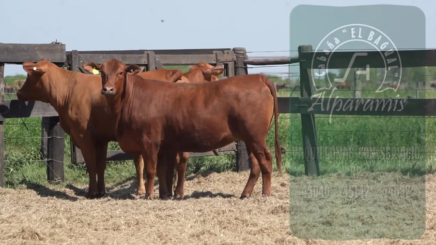 Lote Vaquillona con servicio
