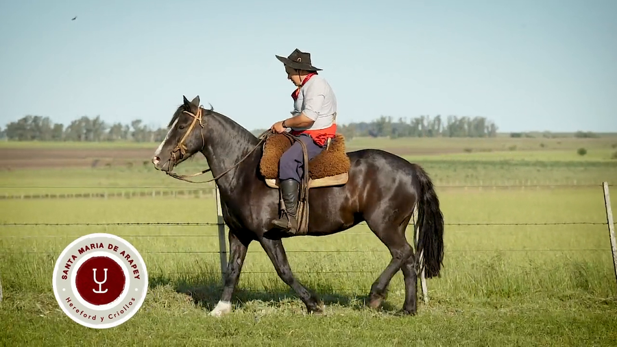 Lote DEL SILENCIO ARMONIOSA