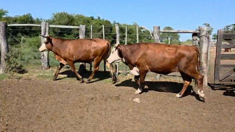 Lote 75 Novillitos