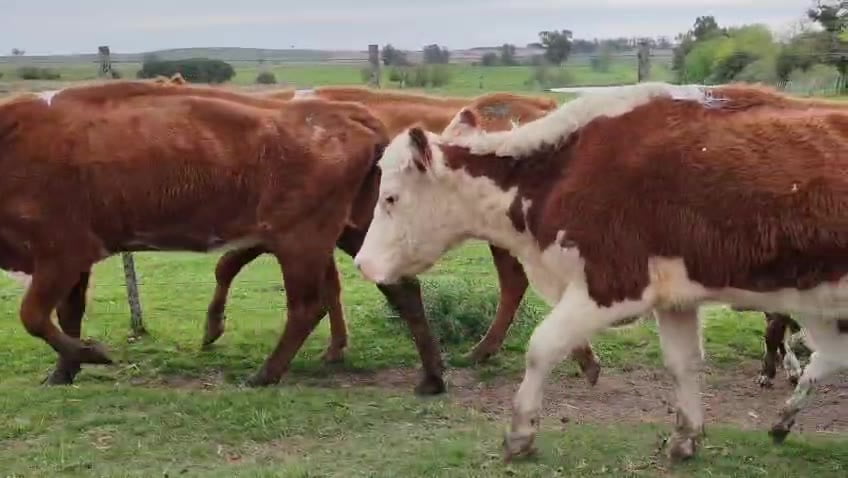 Lote 26 Piezas de cría a remate en Pantalla Camy, San José