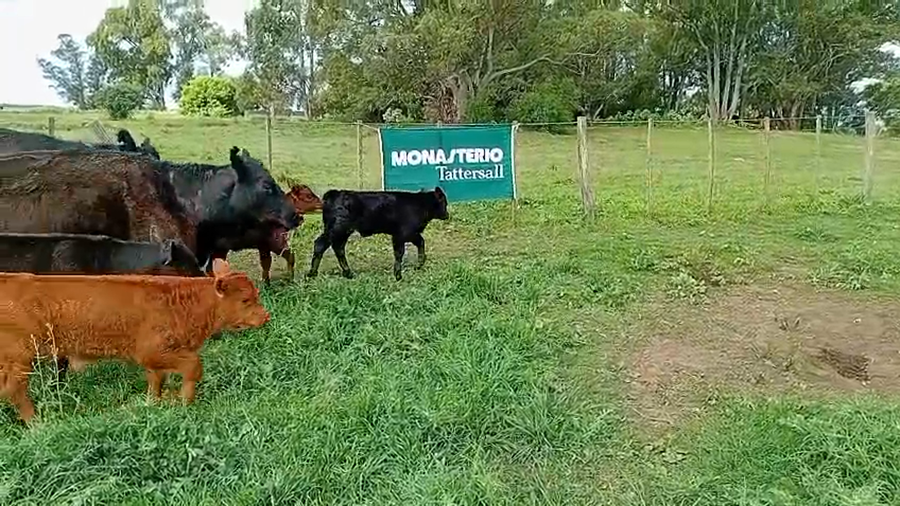 Lote 12 Vacas medio uso C/ cria en Daireaux