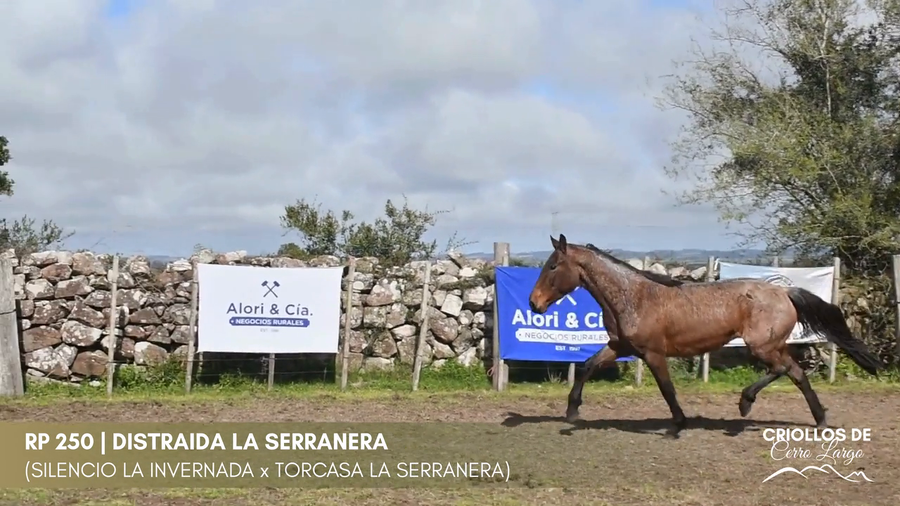 Lote Distraida La Serranera