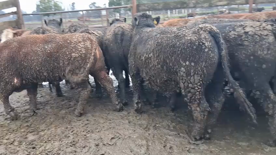 Lote 20 Novillo Gordo en Los Ángeles, VIII Región Biobío