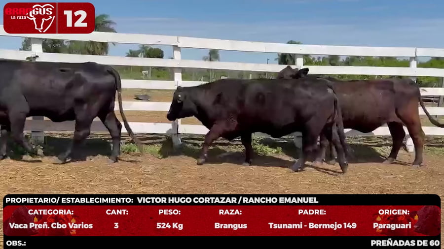 Lote LOTE 12 - POR PANTALLA