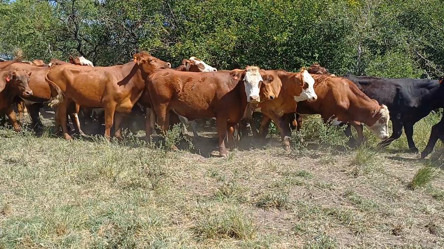 Lote 70 Novillos en Villaguay, Entre Ríos