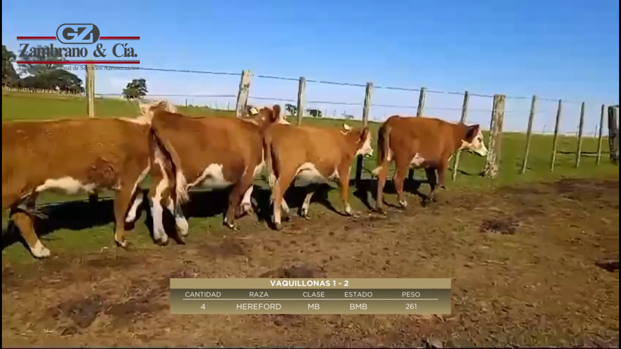Lote 4 VAQUILLONAS 1 A 2 AÑOS PI a remate en 6º Expo Nacional Hereford 261kg -  en Colonia Lavalleja