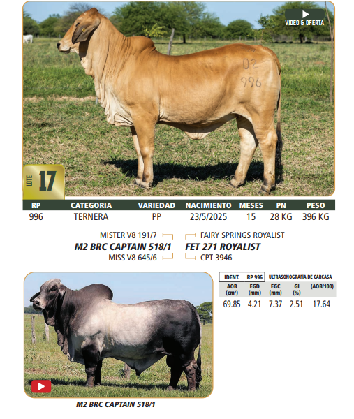 Lote LOTE 17