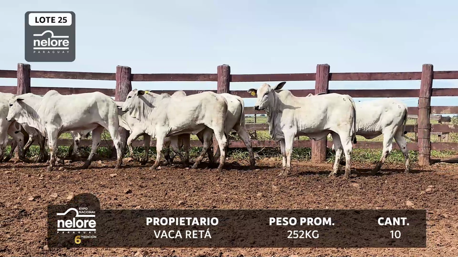 Lote LOTE 25