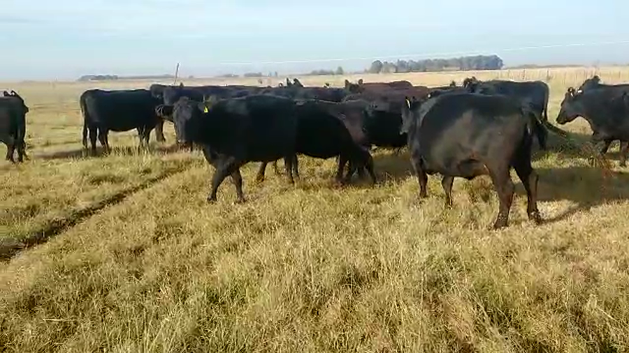 Lote 36 Vacas nuevas C/ gtia de preñez en Buenos Aires, Tapalqué