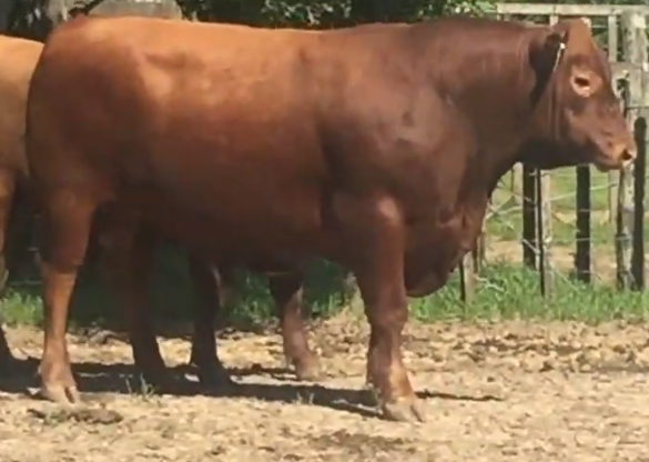 Lote Toros a remate en Cabaña Rebenque , Florida
