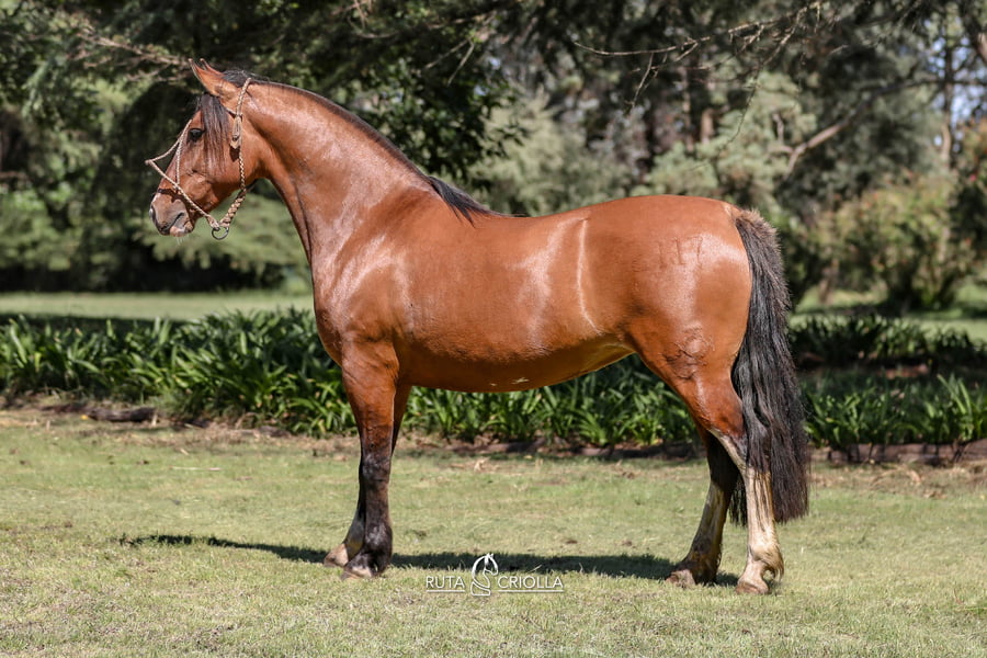 Lote Golilla Mariposa II