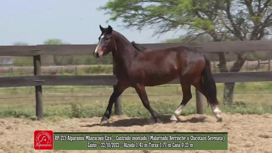 Lote Castrado montado