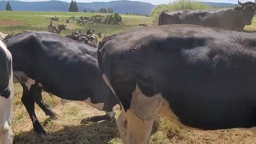 Lote 45 Novillo Gordo en Corral, XIV Región Los Ríos