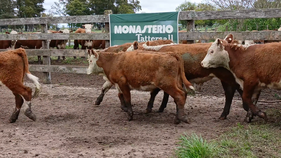 Lote 35 Novillitos en en Daireaux