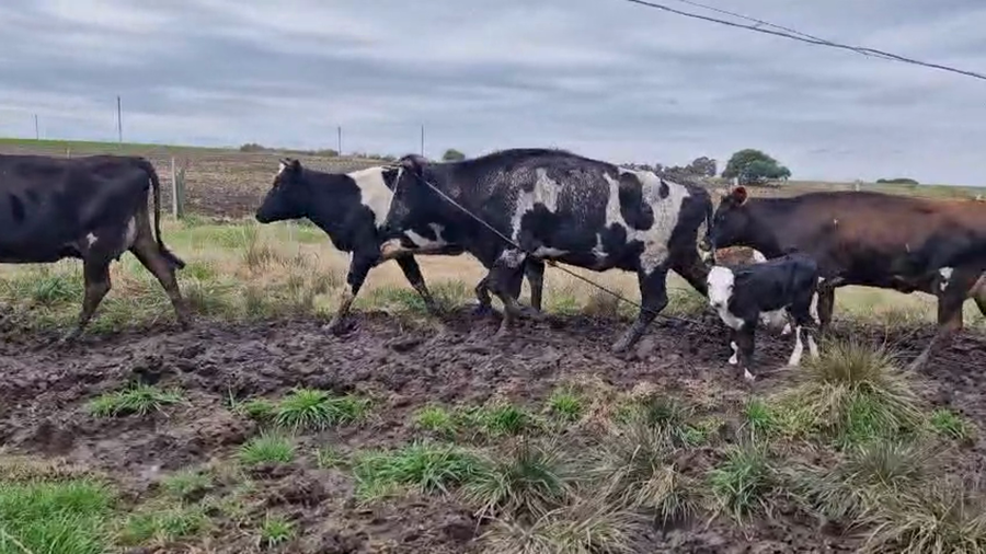 Lote 8 Piezas de cría a remate en Pantalla Aniversario - Escritorio Camy, San José
