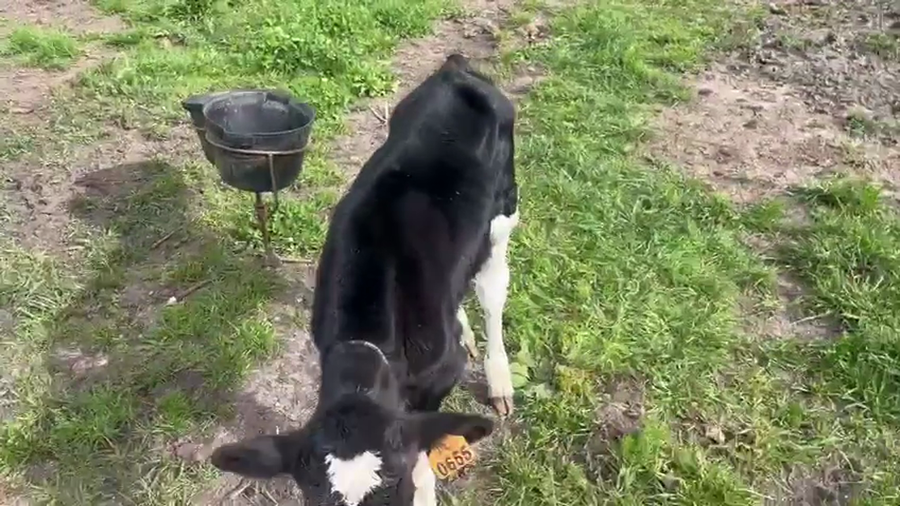 Lote 12 Terneros a remate en Pantalla Camy, San José