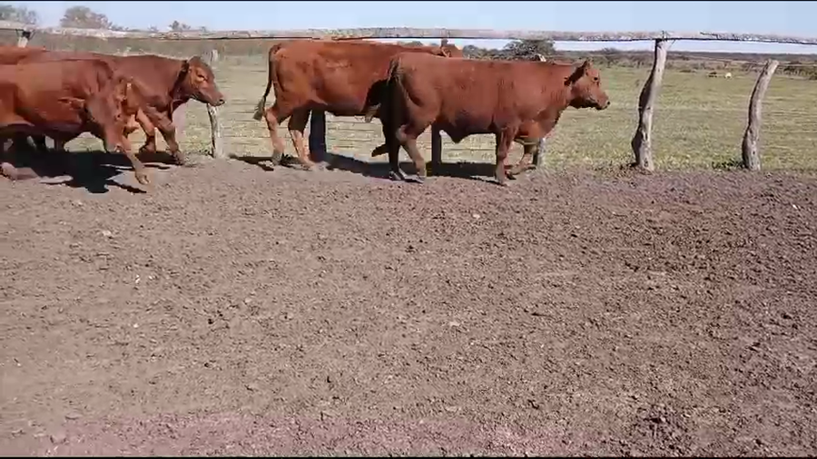 Lote 55 Novillos en Curuzú-Cuatiá, Corrientes