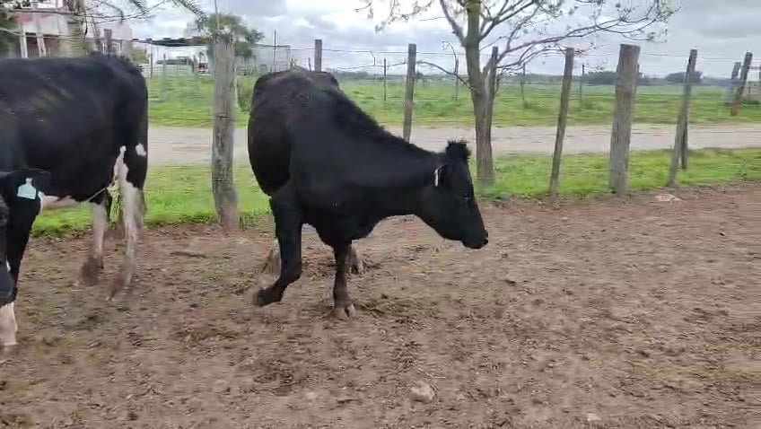 Lote 3 Vaquillonas  a remate en Pantalla Camy 470kg - , San José