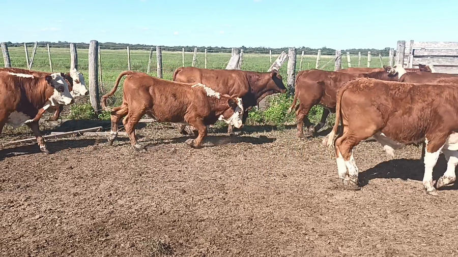 Lote 34 Terneros/as