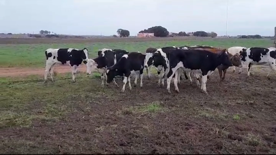 Lote VAQUILLONAS 1 A 2 AÑOS