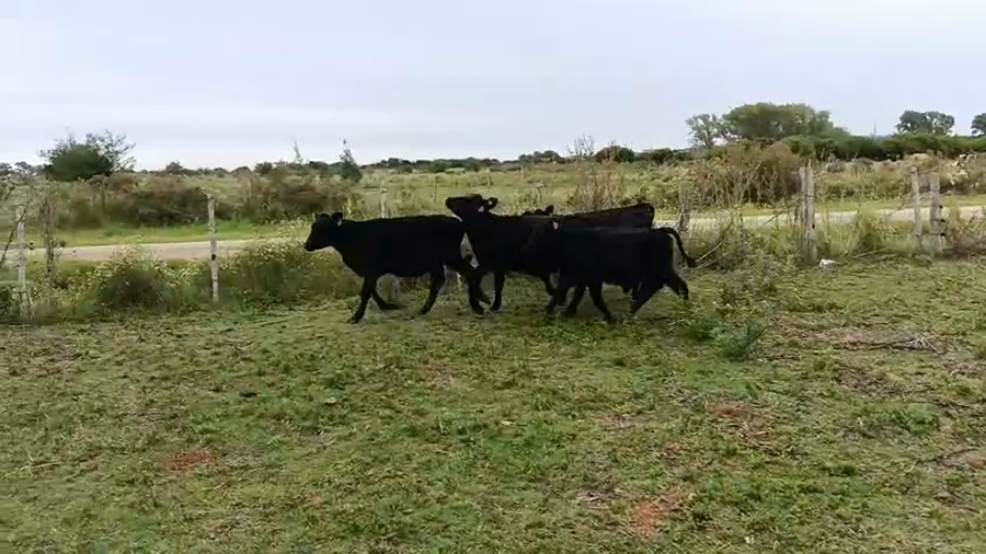 Lote 5 Terneros y Terneras a remate en Pantalla Camy - Aniversario 31 Años, San José