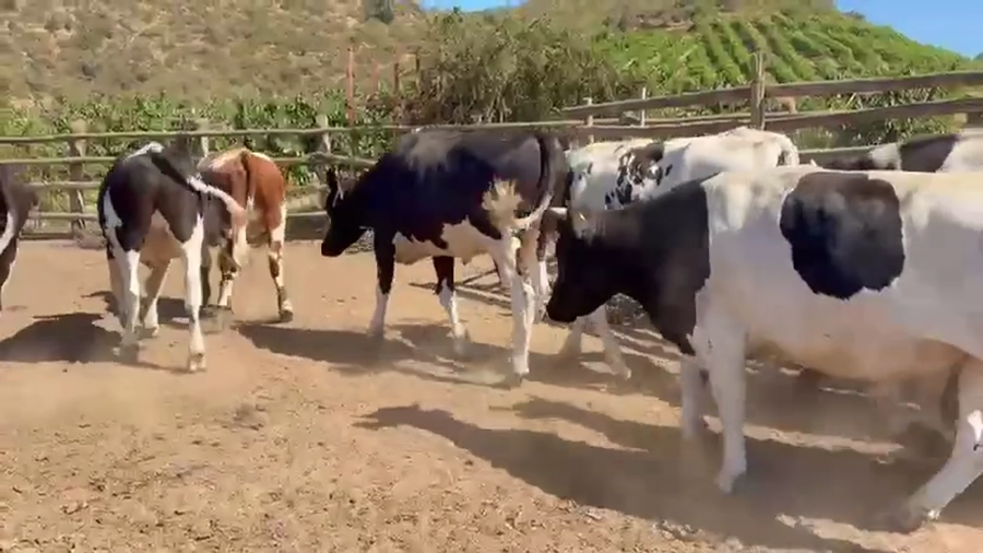 Lote 46 Novillo Gordo en Melipilla, Región Metropolitana