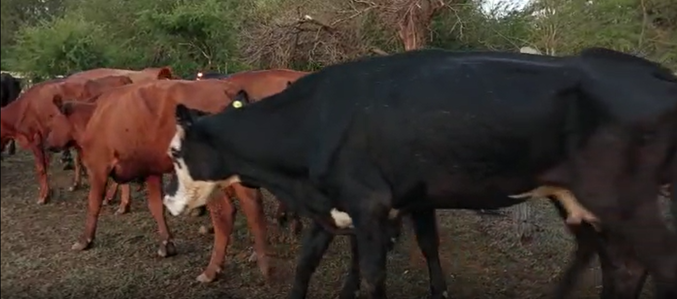 Lote 19 Vacas Conservas