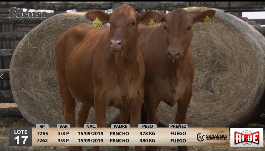 Lote Ganadera Santa Cecilia - Lote 17