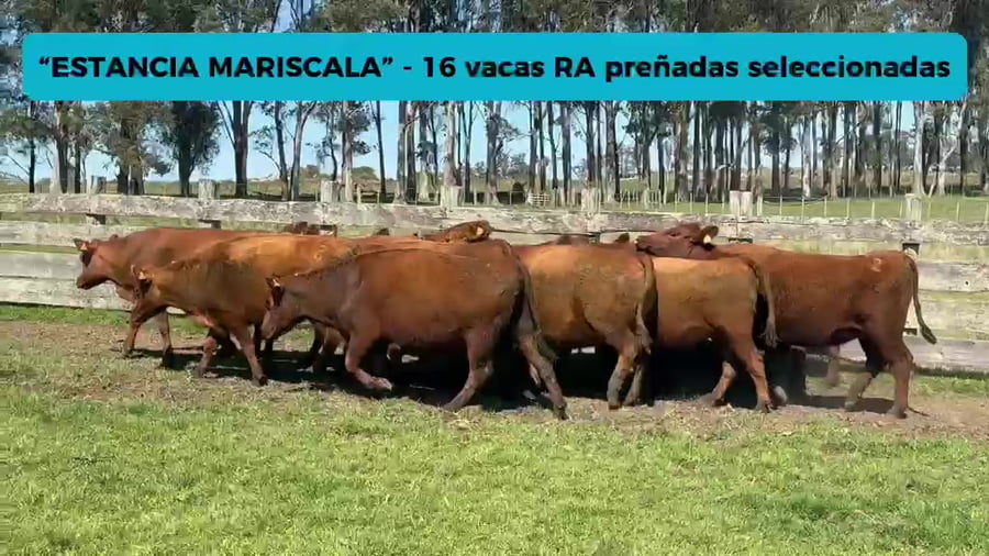 Lote VACAS RED ANGUS PREÑADAS SELECCIONADAS
