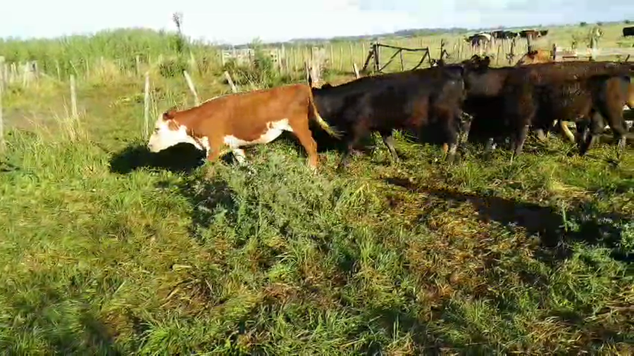 Lote 35 Terneros/as  EN CHASCOMUS