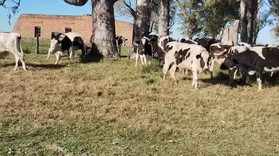 Lote 30 Novillitos Holando Argentino en Porteña, Córdoba