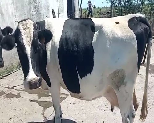 Lote (Vendido)Vacas de Invernada HOLANDO a remate en Entre Martillos 600kg -  en CARRETA QUEMADA