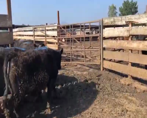 Lote 25 Novillo Gordo en Los Ángeles, VIII Región Biobío